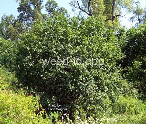 buckthorn, European
